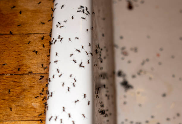 Best Flea Control Services  in Queen Creek, AZ