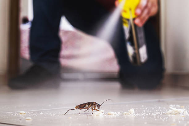 Best Local Pest Control Services  in Queen Creek, AZ