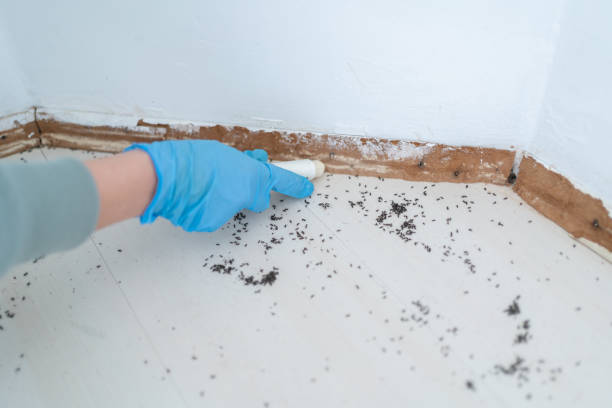 Best Rat Extermination Near Me  in Queen Creek, AZ